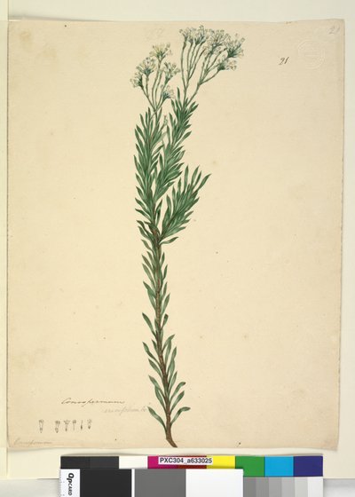 21. oldal Conospermum ericifolium, c.1803-06 (wc, toll, tinta és ceruza) alkotó: John William Lewin