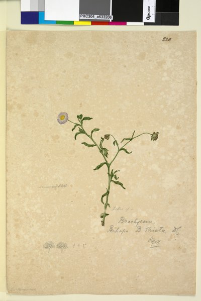 220. oldal. Brachycome multifida, c.1803-06 (wc, toll, tinta és ceruza) alkotó: John William Lewin