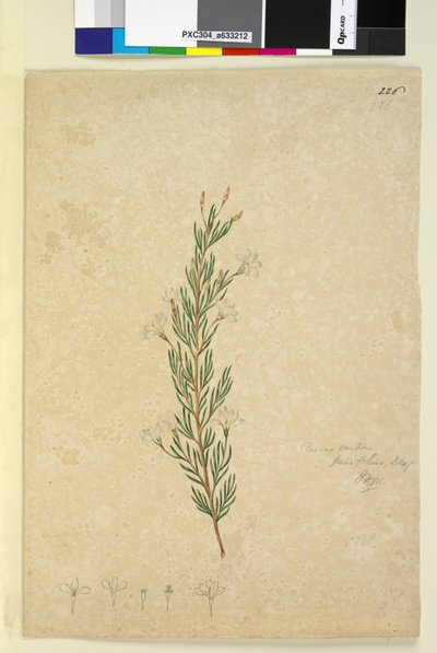 226. oldal Ricinocarpus pinifolius, c.1803-06 (wc, toll, tinta és ceruza) alkotó: John William Lewin