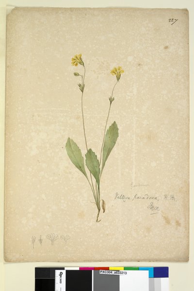 227. oldal Velleia paradoxa, c.1803-06 (wc, toll, tinta és ceruza) alkotó: John William Lewin