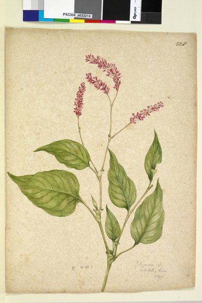 228. oldal Polygonum orientale, c.1803-06 (wc, toll, tinta és ceruza) alkotó: John William Lewin