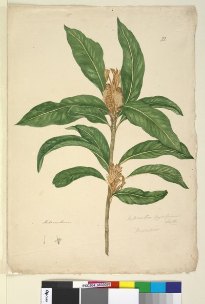 22. oldal Xylomelum pyriforme, c.1803-06 (wc, toll, tinta és ceruza) alkotó: John William Lewin