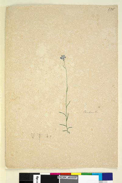 235. oldal Campanula, c.1803-06 (wc, toll, tinta és ceruza) alkotó: John William Lewin
