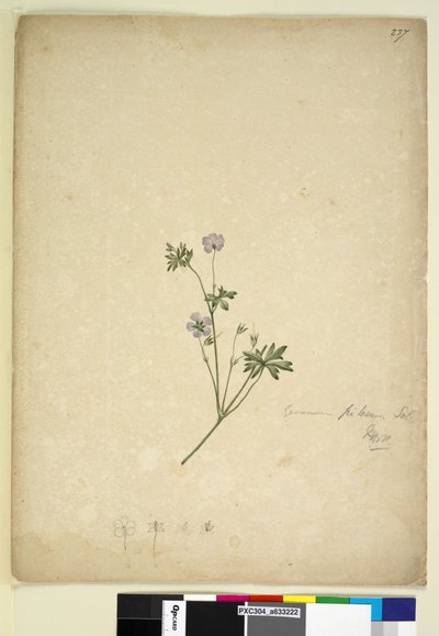 237. oldal Geranium pilosum, c.1803-06 (wc, toll, tinta és ceruza) alkotó: John William Lewin