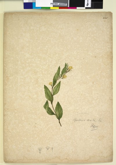 238. oldal Goodenia ovata, c.1803-06 (wc, toll, tinta és ceruza) alkotó: John William Lewin