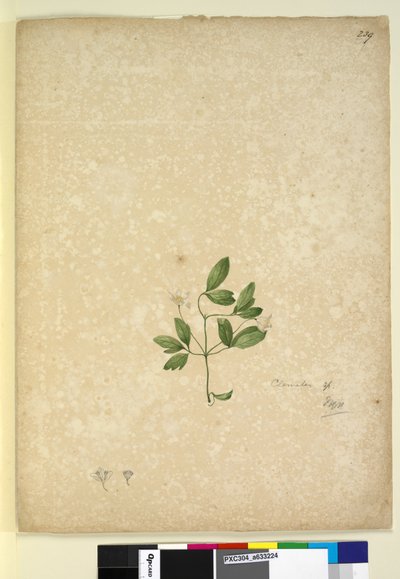 239. oldal Clematis, c.1803-06 (wc, toll, tinta és ceruza) alkotó: John William Lewin