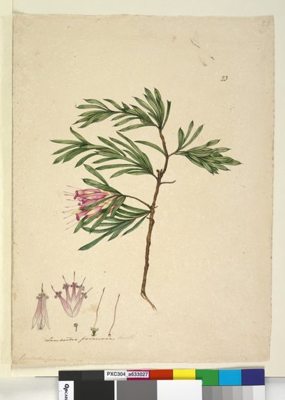 23. oldal Lambertia formosa, c.1803-06 (wc, toll, tinta és ceruza) alkotó: John William Lewin