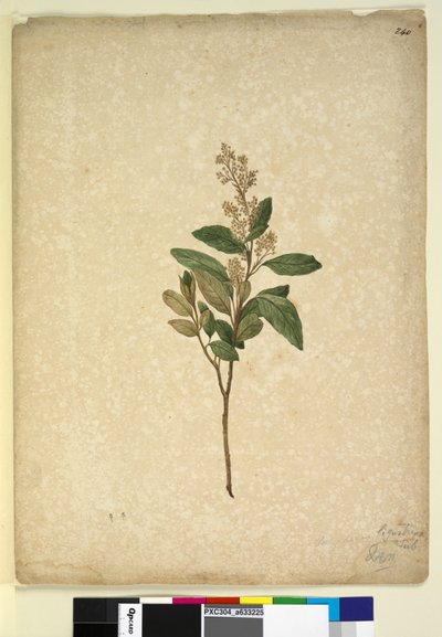 240. oldal Pomaderris ligustrina, c.1803-06 (wc, toll, tinta és ceruza) alkotó: John William Lewin