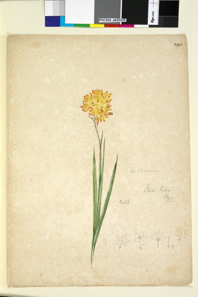 241. oldal. Ixia lutea, c.1803-06 (wc, toll, tinta és ceruza) alkotó: John William Lewin