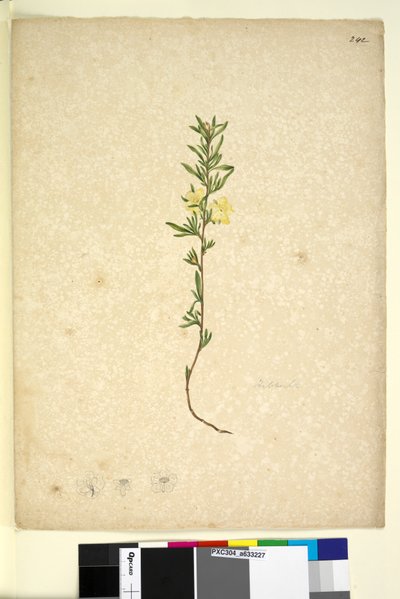 242. oldal Hibberta, c.1803-06 (wc, toll, tinta és ceruza) alkotó: John William Lewin