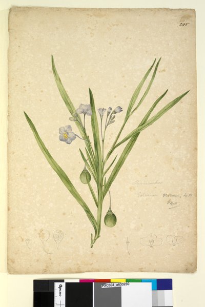 245. oldal Solanum vescum, c.1803-06 (wc, toll, tinta és ceruza) alkotó: John William Lewin
