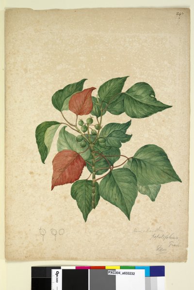 247. oldal Homolanthus populifolius Omalanthus populifolius, 1803-2006 körül (wc, toll, tinta és ceruza) alkotó: John William Lewin
