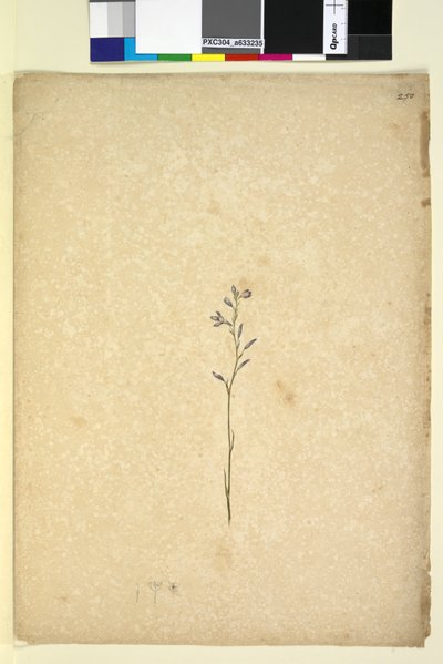 250. oldal. Azonosítatlan növény, 1803-06 körül (wc, toll, tinta és ceruza) alkotó: John William Lewin