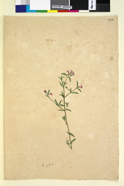 252. oldal. Azonosítatlan növény, 1803-06 körül (wc, toll, tinta és ceruza) alkotó: John William Lewin