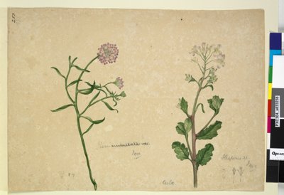 253. oldal. Iberis umbellata; Hesperis sp., c.1803-06 (wc, toll, tinta és ceruza) alkotó: John William Lewin