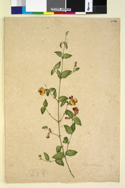 254. oldal Platylobium, c.1803-06 (wc, toll, tinta és ceruza) alkotó: John William Lewin