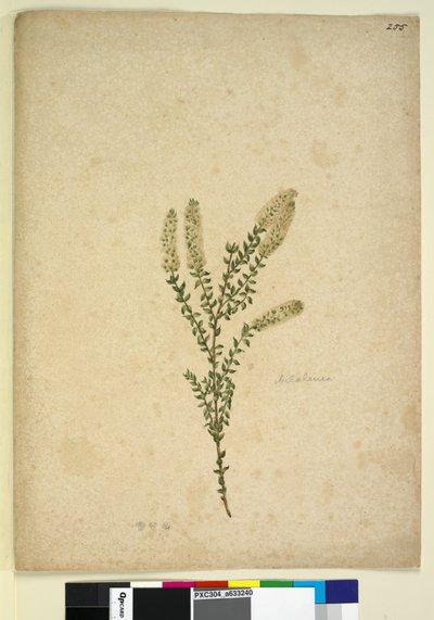 255. oldal Melaleuca, c.1803-06 (wc, toll, tinta és ceruza) alkotó: John William Lewin