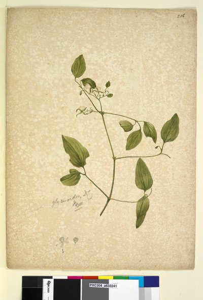 256. oldal. Clematis glycinoides, c.1803-06 (wc, toll, tinta és ceruza) alkotó: John William Lewin