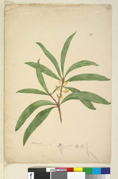 25. oldal Persoonia salicina, c.1803-06 (wc, toll, tinta és ceruza) alkotó: John William Lewin