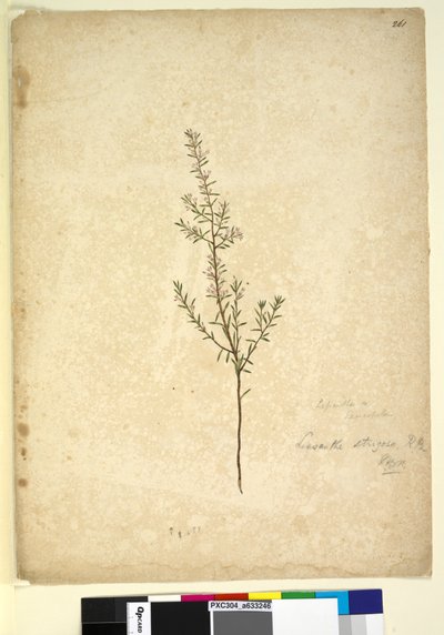 261. oldal Lissanthe strigosa, 1803-2006 körül (wc, toll, tinta és ceruza) alkotó: John William Lewin