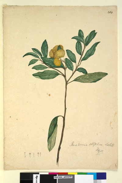264. oldal Pomaderris elliptica, c.1803-06 (wc, toll, tinta és ceruza) alkotó: John William Lewin