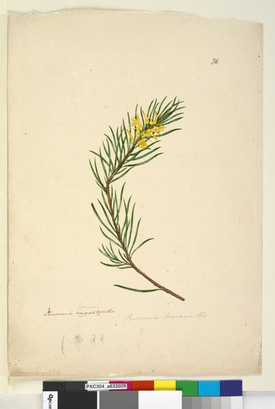 26. oldal Persoonia linearis, c.1803-06 (wc, toll, tinta és ceruza) alkotó: John William Lewin
