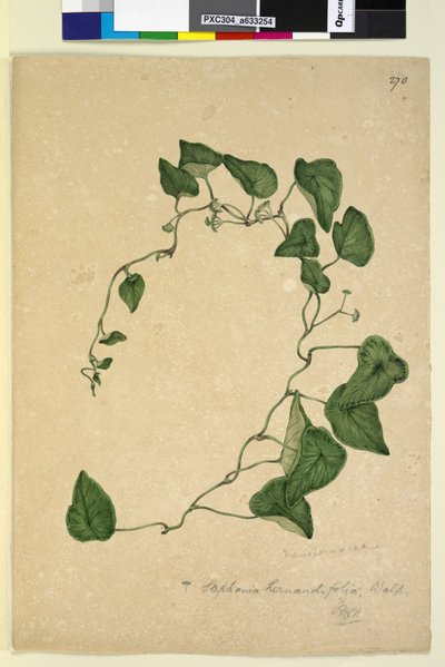 270. oldal Stephania hernandiaefolia, 1803-2006 körül (wc, toll, tinta és ceruza) alkotó: John William Lewin