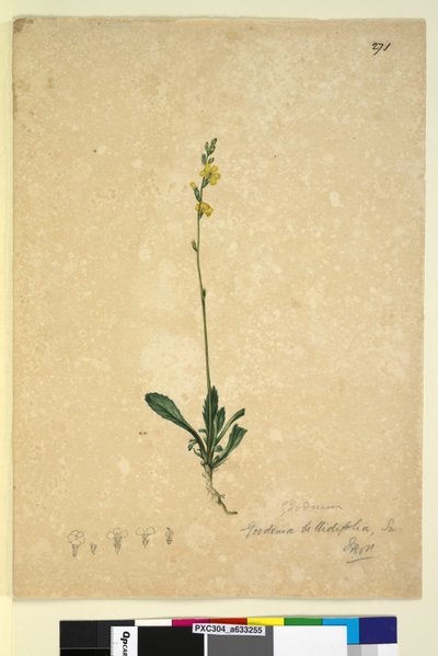 271. oldal Goodenia bellidifolia, c.1803-06 (wc, toll, tinta és ceruza) alkotó: John William Lewin