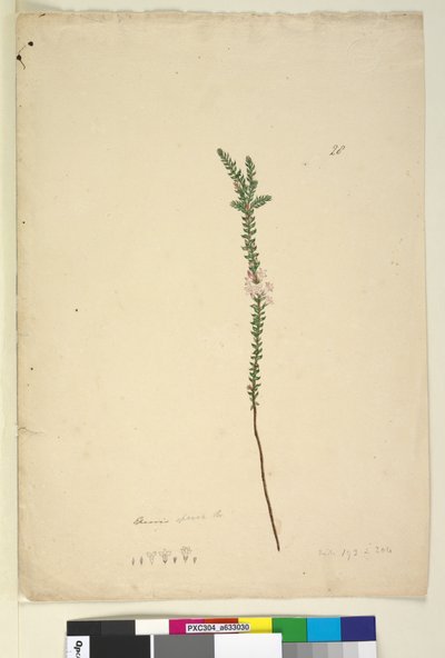 28. oldal Epacris sparsa, c.1803-06 (wc, toll, tinta és ceruza) alkotó: John William Lewin