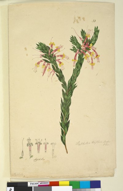 33. oldal Styphelia triflora, c.1803-06 (wc, toll, tinta és ceruza) alkotó: John William Lewin
