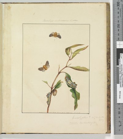 35. oldal. 9. tábla Bombyx Vulnerans Lewin, 1803-04 (kézzel színezett rézkarcnyomatok) alkotó: John William Lewin