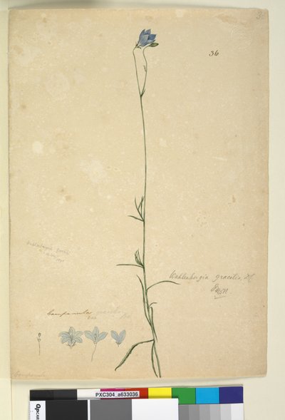 36. oldal Wahlenbergia gracilis, c.1803-06 (wc, toll, tinta és ceruza) alkotó: John William Lewin
