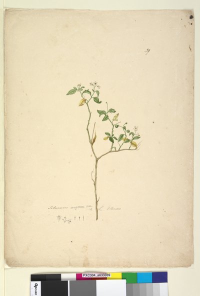 39. oldal Solanum nigrum, c.1803-06 (wc, toll, tinta és ceruza) alkotó: John William Lewin