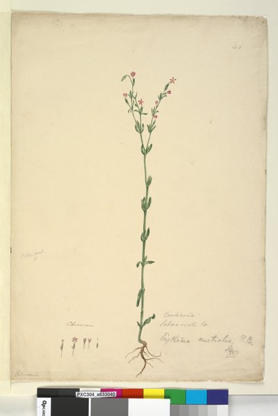 40. oldal Erythraea australis, c.1803-06 (wc, toll, tinta és ceruza) alkotó: John William Lewin