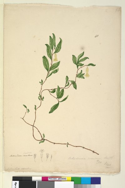43. oldal Billardiera scandens, c.1803-06 (wc, toll, tinta és ceruza) alkotó: John William Lewin