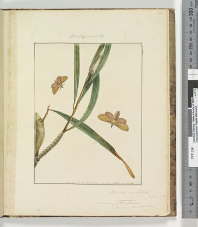 43. oldal. 11. tábla Bombyx Nasuta, 1803-04 (kézzel színezett rézkarcnyomatok) alkotó: John William Lewin