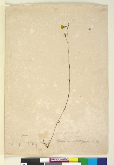 47. oldal Goodenia stelligera, c.1803-06 (wc, toll, tinta és ceruza) alkotó: John William Lewin