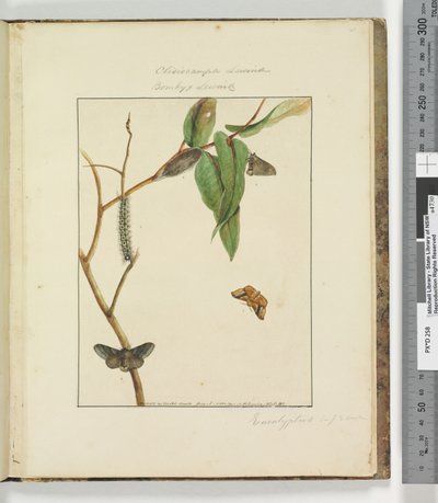 47. oldal. 12. tábla Clisiocampa Lewinae Bombyx Lewinae, 1803-04 (kézzel színezett rézkarcnyomatok) alkotó: John William Lewin