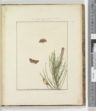 51. oldal. 13. tábla Bombyx Exposita Lewin szövetségese..., 1803-04 (kézzel színezett rézkarcnyomatok) alkotó: John William Lewin