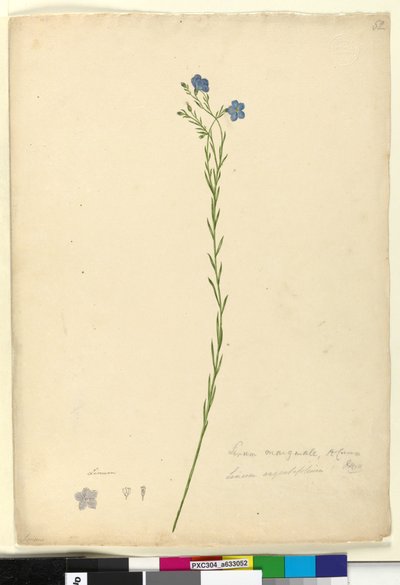 52. oldal Linum marginale, c.1803-06 (wc, toll, tinta és ceruza) alkotó: John William Lewin