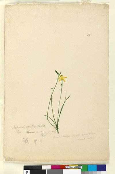 55. oldal Hypoxis hygrometrica, c.1803-06 (wc, toll, tinta és ceruza) alkotó: John William Lewin