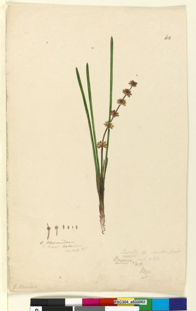 62. oldal Xerotes Lomandra multiflora, 1803-06 körül (wc, toll, tinta és ceruza) alkotó: John William Lewin
