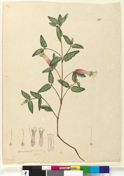 68. oldal Correa speciosa, c.1803-06 (wc, toll, tinta és ceruza) alkotó: John William Lewin