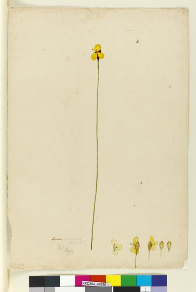 6. oldal Xyris operculata, c.1803-06 (wc, toll, tinta és ceruza) alkotó: John William Lewin