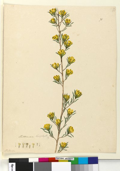 71. oldal Pultenaea linophylla, 1803-06 körül (wc, toll, tinta és ceruza) alkotó: John William Lewin