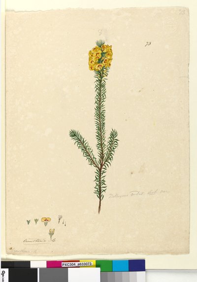 73. oldal. Dillwynia rubis?, 1803-06 körül (wc, toll, tinta és ceruza) alkotó: John William Lewin