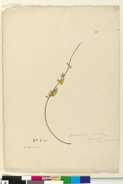 75. oldal Sphaerolobium vimineum, c.1803-06 (wc, toll, tinta és ceruza) alkotó: John William Lewin