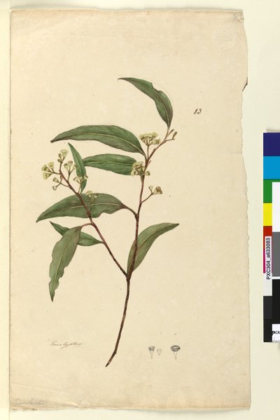 83. oldal Eukaliptusz, c.1803-06 (wc, toll, tinta és ceruza) alkotó: John William Lewin