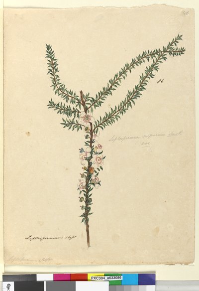 86. oldal Leptospermum scoparium, c.1803-06 (wc, toll, tinta és ceruza) alkotó: John William Lewin