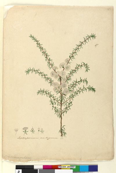 87. oldal Leptospermum ambiguum, c.1803-06 (wc, toll, tinta és ceruza) alkotó: John William Lewin